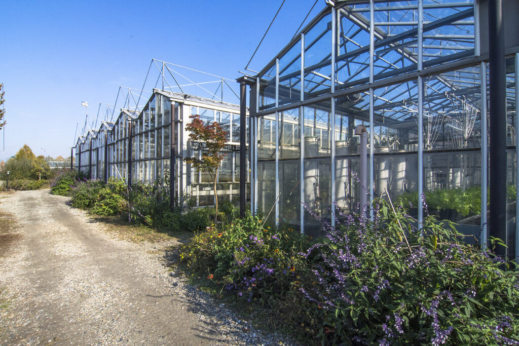 Coltivato agroinnova serre agricoltura del futuro