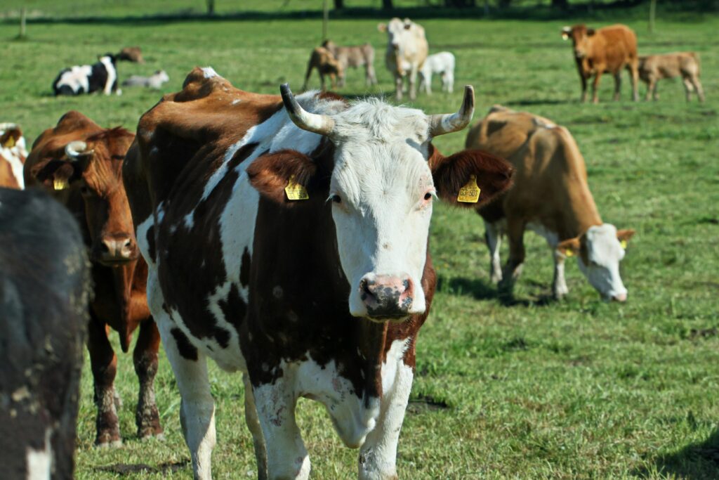 Intervista a Maria Grazia Pellerino alimentazione agricoltura sostenibilità