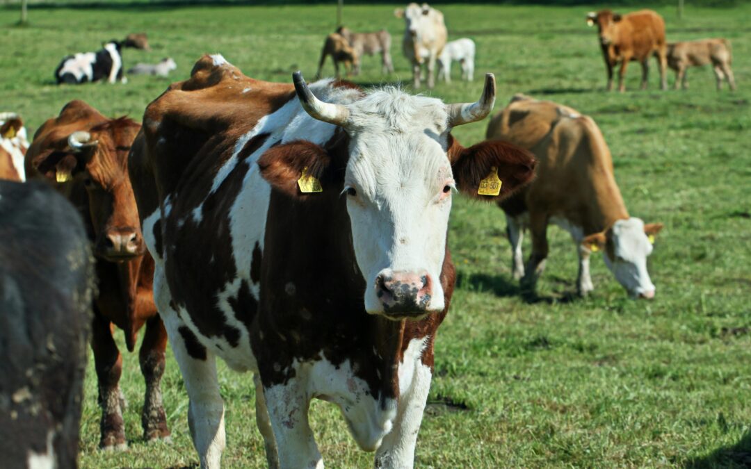 Norme agricole e alimentazione: parla Mariagrazia Pellerino